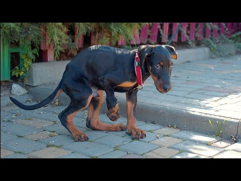 Video: Doberman ini Menyamar sebagai Poodle Karena Dia Seorang Buronan Di Rumahnya Sendiri