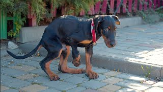 Someone Abandoned Doberman Puppy just Because He was Born with some Differences