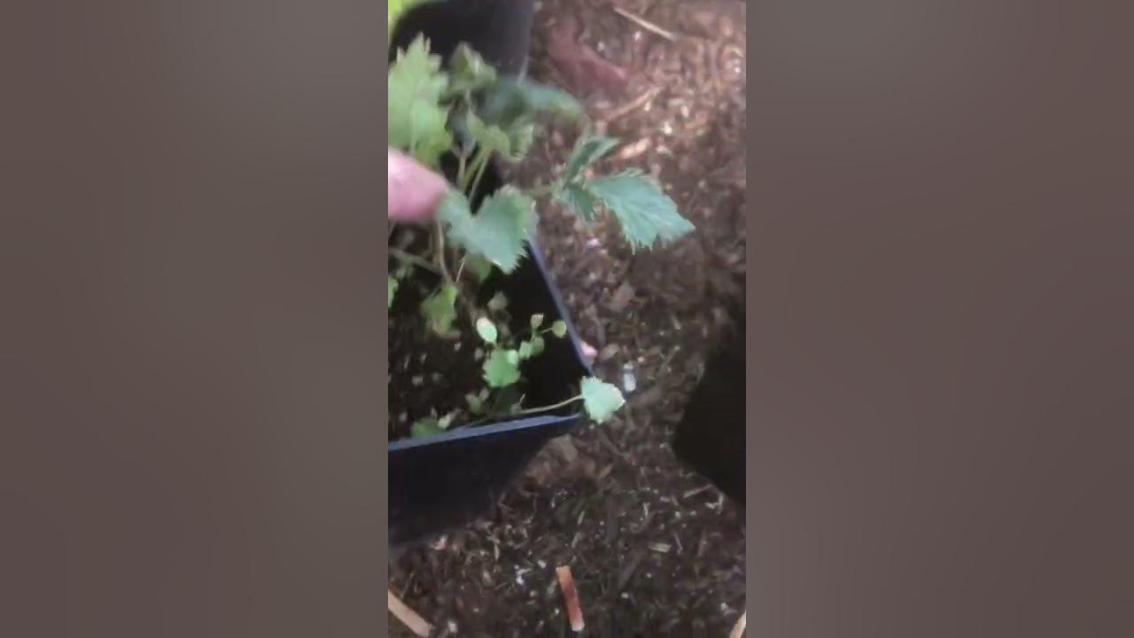 Growing Blackberries from seed. It’s a long process but a success none