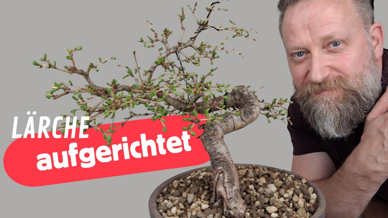 eibe wurzelart Eibe (15 - 30 cm) als krftige Wurzelware
