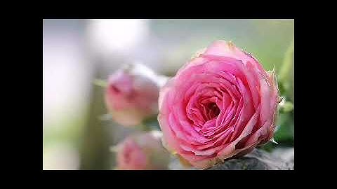 سورة الرحمن كاملة تلاوة ماتعة🌺 بصوت زياد أحمد