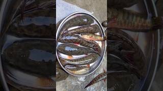 Bihari Fish Recipes