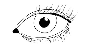 Traditional 2D Animation-Intro to Motion Project 2