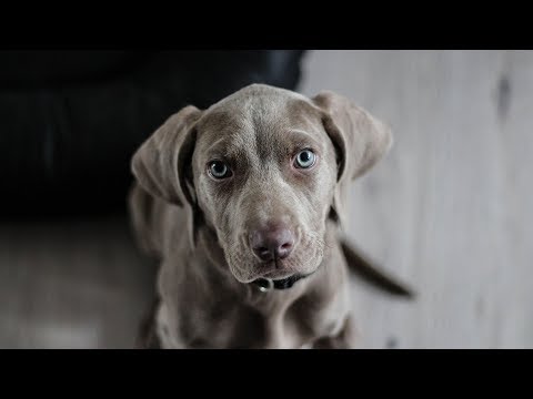 Video: Los 10 mejores nombres de perros de 2018