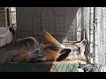 Scotch and Shiloh - Fur Farm Foxes feel Earth for the 1st Time