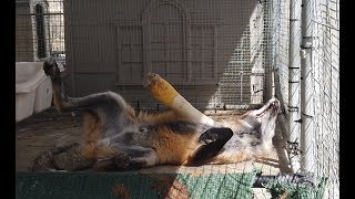 Scotch and Shiloh  Fur Farm Foxes feel Earth for the 1st Time
