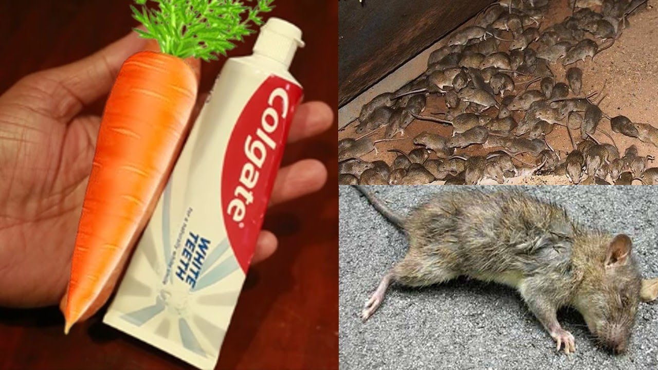 MAGIC CARROT No More Rat In Your House Just 5 Minutes Get Rid Of