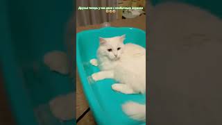 #cat #топ #друзья #юмор #подпишись #лайк #кошка #популярное #cute #catlover #kitten #love