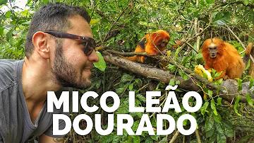 Qual a forma de reprodução do mico-leão-dourado?