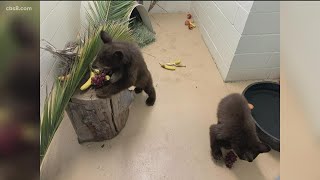 2 orphaned bear cubs in care at San Diego Humane Society’s Ramona Wildlife Center