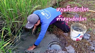 ภูมิปัญญาทำหลุมโจร หรือ หลุมดักปลา ลมหนาวพัดวี่ๆปลาลงหลุมวิธีดั้งเดิมโบราณ / ตุ้มแพรว พาเพลิน EP.564