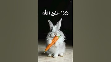 هذا خلق الله #تلاوة_خاشعة #قران_كريم #اكسبلور #القرآن_الكريم #سورة_لقمان #القزابري #المصحف #لايك