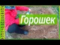 ПЕРЕСАДКА ГОРОШКА ИЗ ОПИЛОК В ГРУНТ!