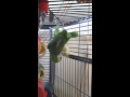 Blue Fronted Amazon Parrot playing with treat ball