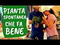 FINOCCHIETTO SELVATICO: come si riconosce e come si coltiva