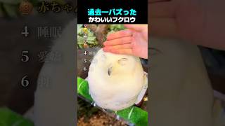 過去一バズった ! ? かわいいフクロウ TOP6