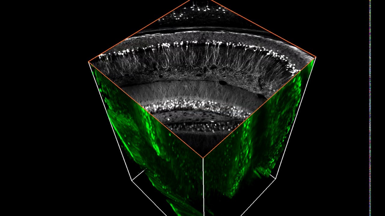 フェイスジェル・ゲル RAPIS フェイスジェル・ゲル RAPIS フェイスジェル・ゲル RAPIS フェイス