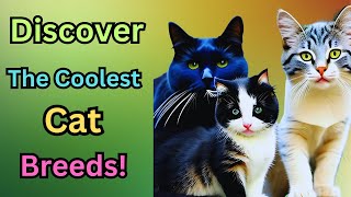 Find Out In Our Top 10 Coolest Cat Breeds Guide! Which Cat Breed Is Right For You?