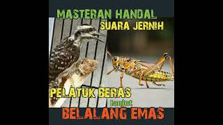 pelatuk BERAS lanjut BELALANG emas#pelatuk#pelatukgacor#pelatukberas#belalangemas