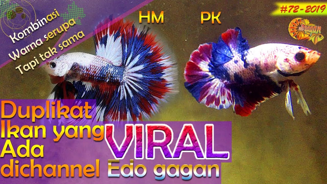 Inilah Warna Ikan Cupang Yang Sempat VIRAL Amazing 