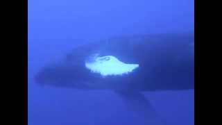Maui 2014 -Underwater Humpback Whale & Shark Cleaning Station