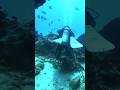 Dive in Cozumel, Mexico 2023. Scuba XOC Dive Center Cozumel. #cozumel #divingdeep #diving