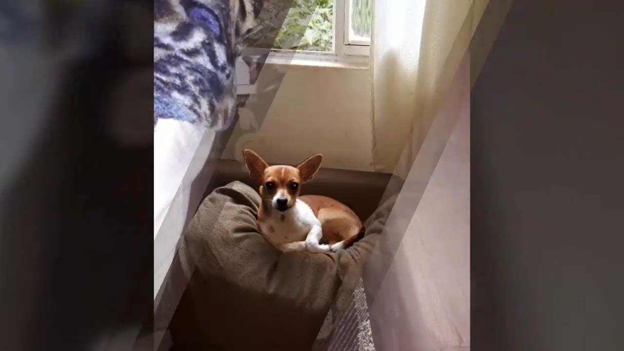 Labrador, Pastor Alemão,  vira lata e pinscher  um quarteto da pesada!