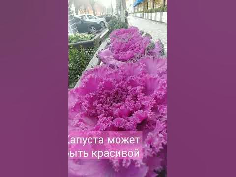 Красивая капуста#узбекистан #ташкент #капуста - YouTube