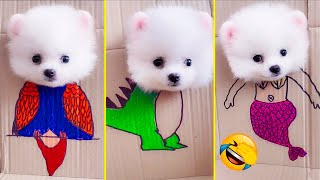 Cute Pomeranian Puppies Doing Funny Things #15 | Cute and Funny Dogs | Box Studios