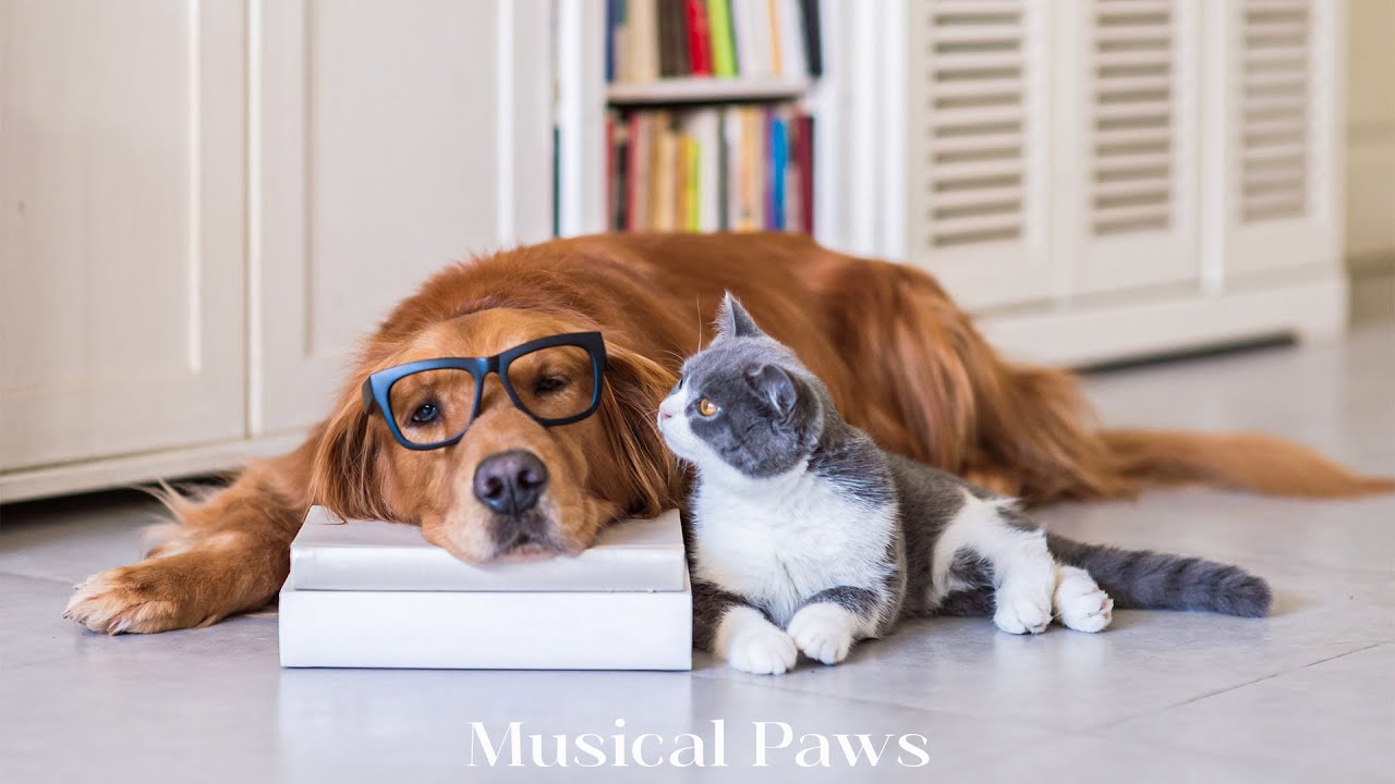 Watch Deep Relaxation Music for Dog & cat: TV for Dog & cat, Videos for Pet to Prevent Boredom With Music on YouTube Watch Deep Relaxation Music for Dog & cat: TV for Dog & cat, Videos for Pet to Prevent Boredom With Music on YouTube