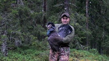 Sweden Capercaillie Hunt