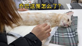 Short-legged cat Job, what's going on?What the hell is going on? by Cats 1,465 views 3 years ago 3 minutes, 32 seconds