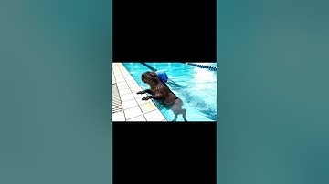 Bà và Capybara | Capy bơi đua với bà và cái kết… #capybara #funny #shrots #ytshorts #fyb #foryou