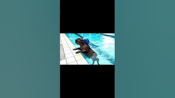 Bà và Capybara | Capy bơi đua với bà và cái kết… #capybara #funny #shrots #ytshorts #fyb #foryou