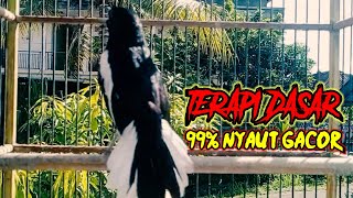 terapi dasar menaikan birahi dan emosi kacer bahan langsung nyaut gacor buka ekor, 99% ampuh