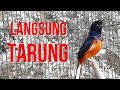 Cari Lawan Gunakan Murai Batu Ini Pasti Ikut Tarung Dan Bongkar Mp3 - Mp4 Download