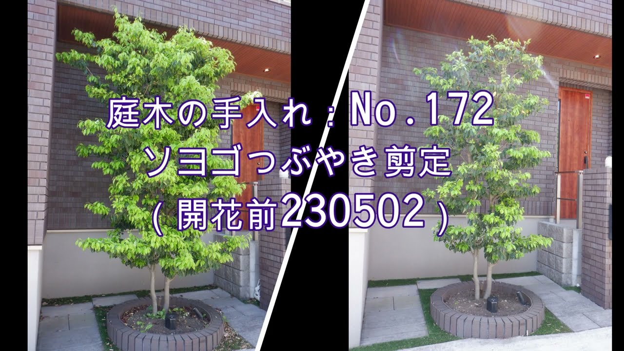 No.172_Soyogo Tsutsuki pruning 230502 - YouTube