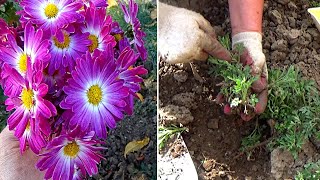 Размножение хризантем весной   Как получить крупные цветы хризантем