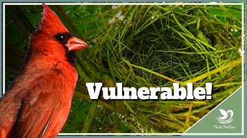 How to: Protect Cardinal Nests & Babies from Predators