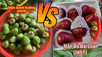 Phân biệt Mận Xanh Đường (HCS) & Mận Đỏ Đài Loan (MST) 🔴 CGTP 0909225633 - 0904072565