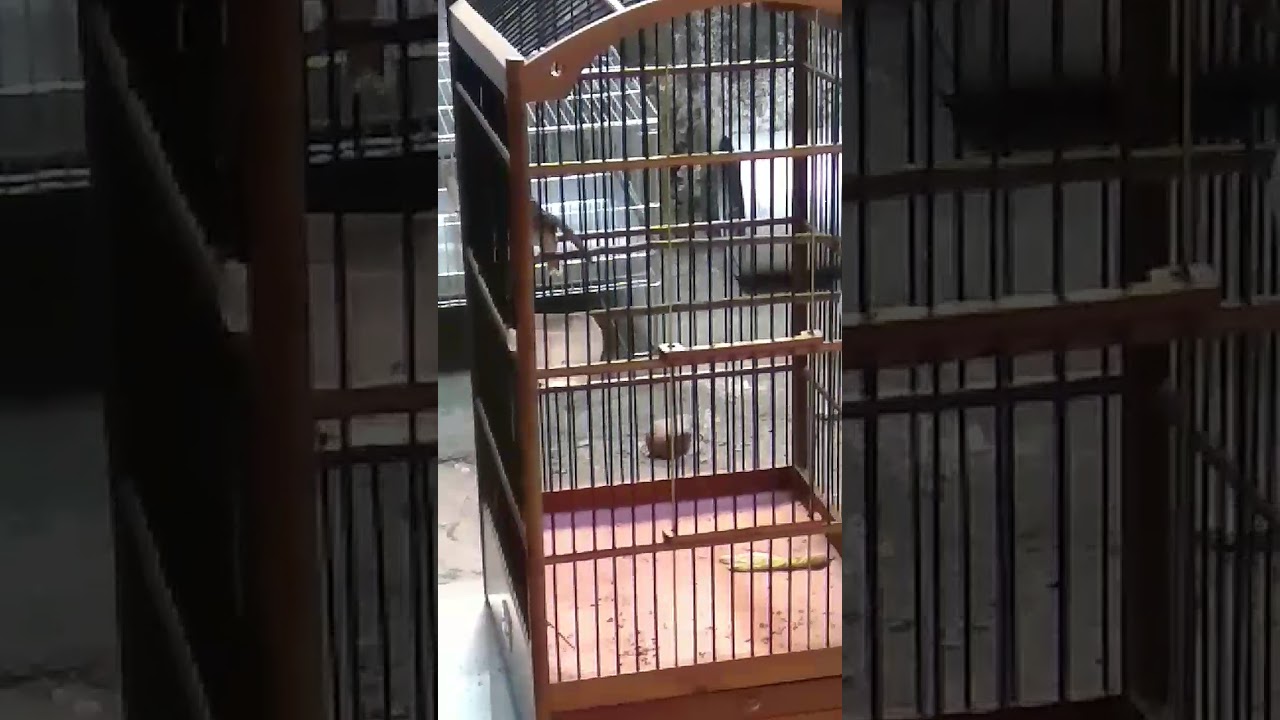 Blackthroat Somerini Terbang Didetik 19 Youtube