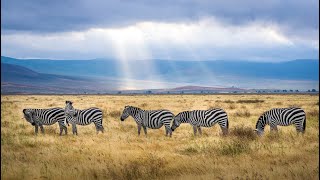 Let's Explore! The Grassland Biome