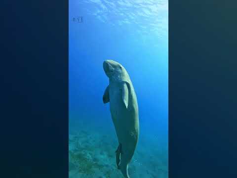 Incredible moment dive