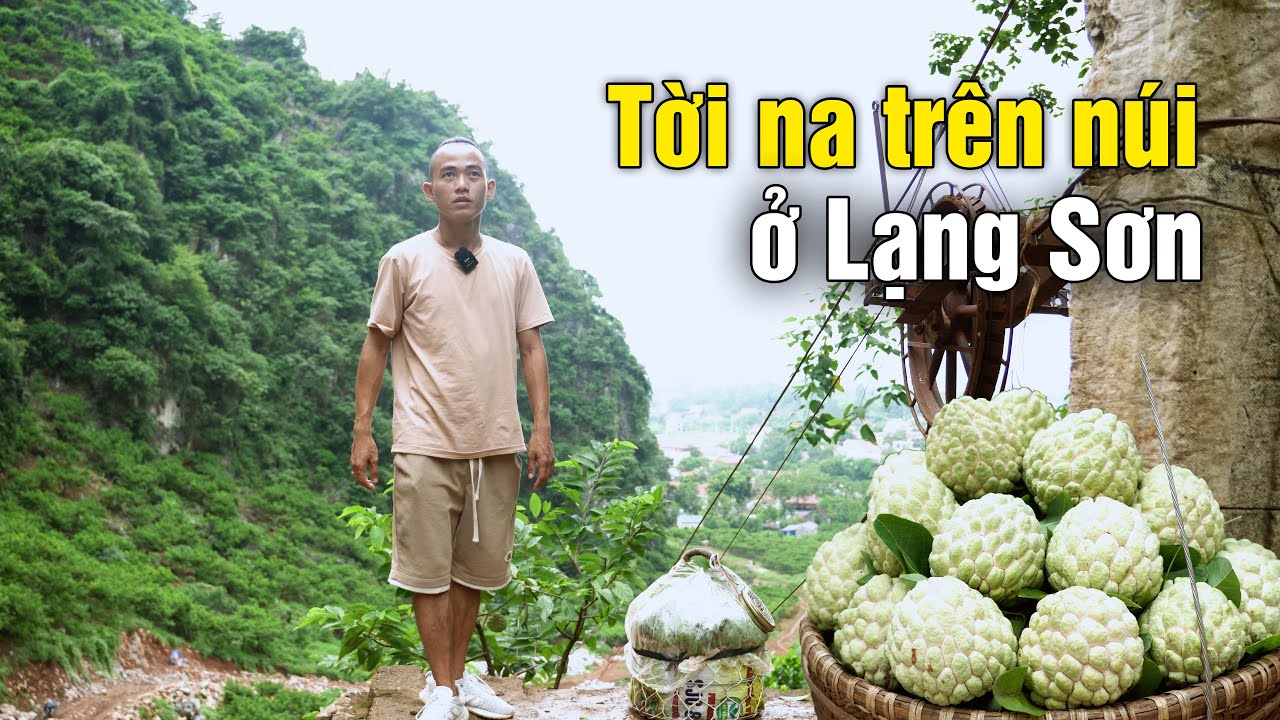 Lạng Sơn giăng cáp khắp núi để tời na chín - Xứ sở na tại Chi Lăng Lạng Sơn