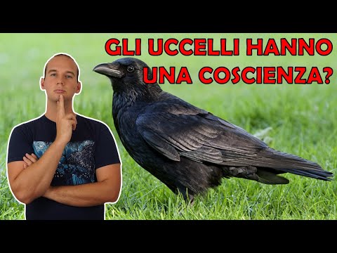 Video: Gli uccelli hanno un corpo snello?