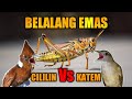 BELALANG EMAS | CILILIN | KAPAS TEMBAK