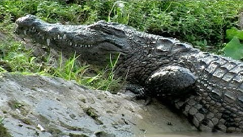 Crocodile kills Rat 02, Time Lapse Speed x0.5