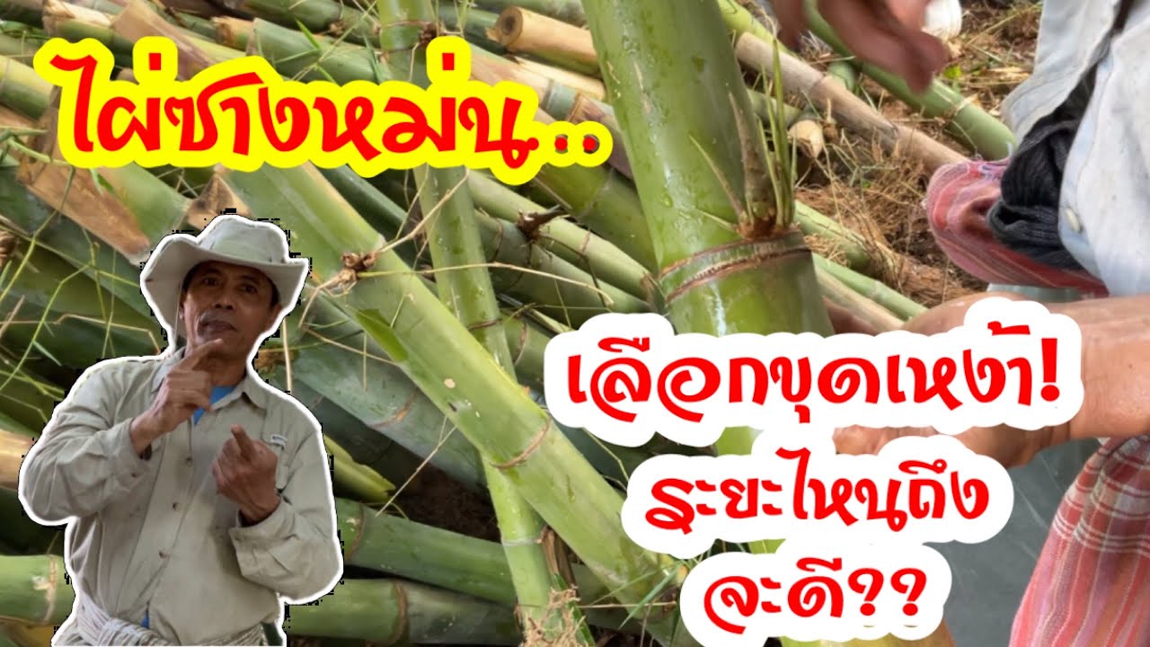 ไผ่ซางหม่น…อยากจะขุดเหง้าเลือกระยะไหนถึงจะดี?? Ep. 1