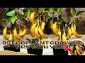 How to Grow Eggplants Perfectly | Grow Eggplant at Home | Grow Eggplant The Right Way | 5 Videos