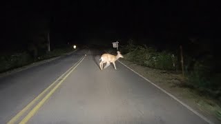 Oh Deer @Peylix
